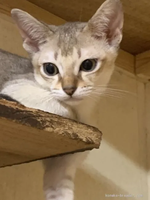 ID:1906-01394の子猫
