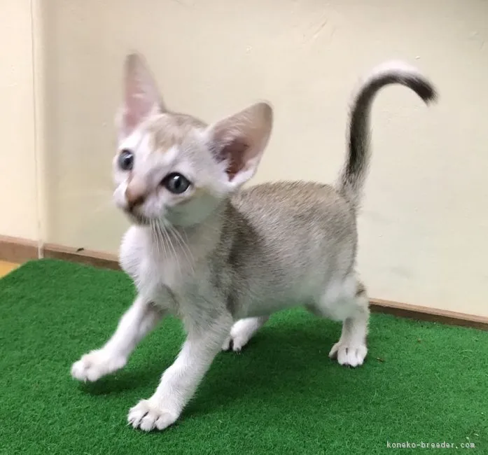 ID：1708-00141の子猫