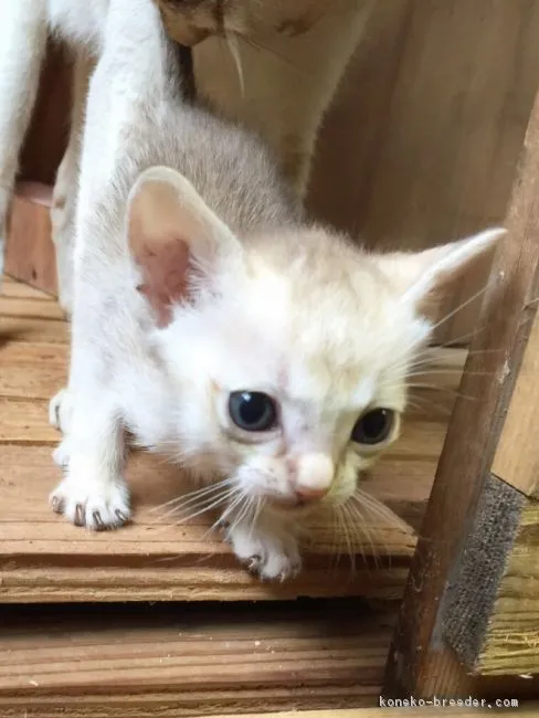 ｎａｋａｙａｍａ 様のお迎えした子猫