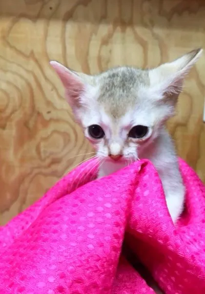 ID:1502-00221の子猫