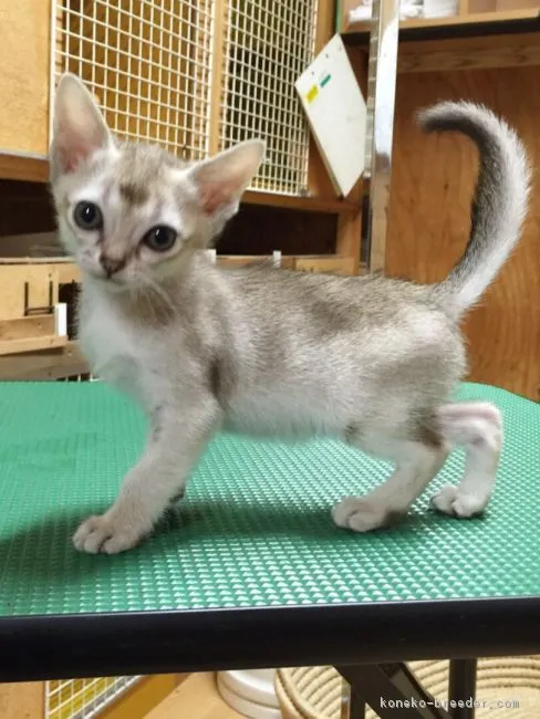 ID:1607-00062の子猫