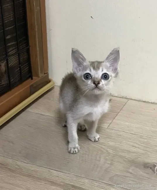 ID：1808-01527の子猫