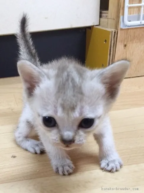ID：1605-00338の子猫