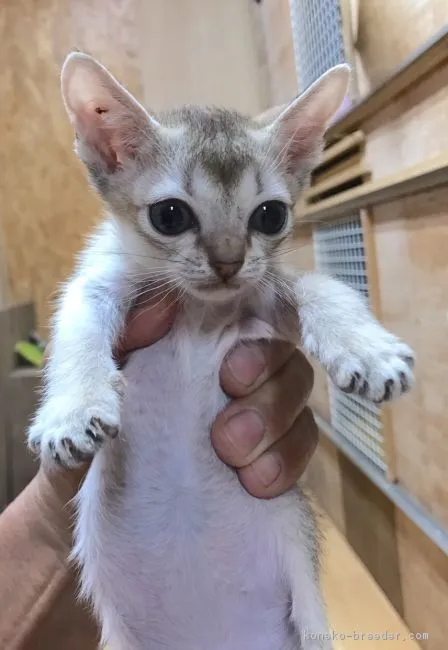 ID:1612-00138の子猫