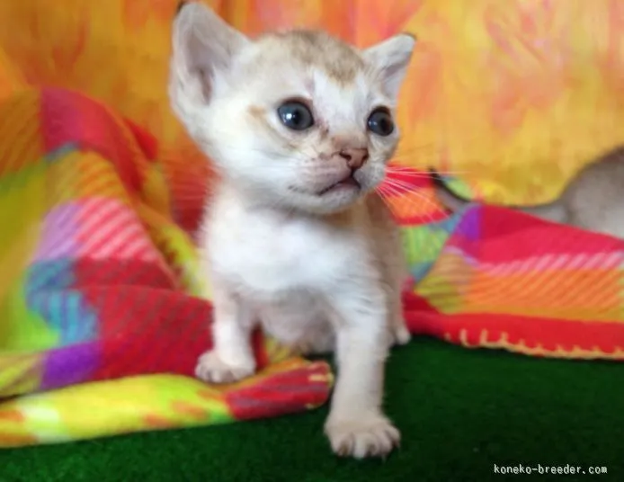 ID：1507-00189の子猫