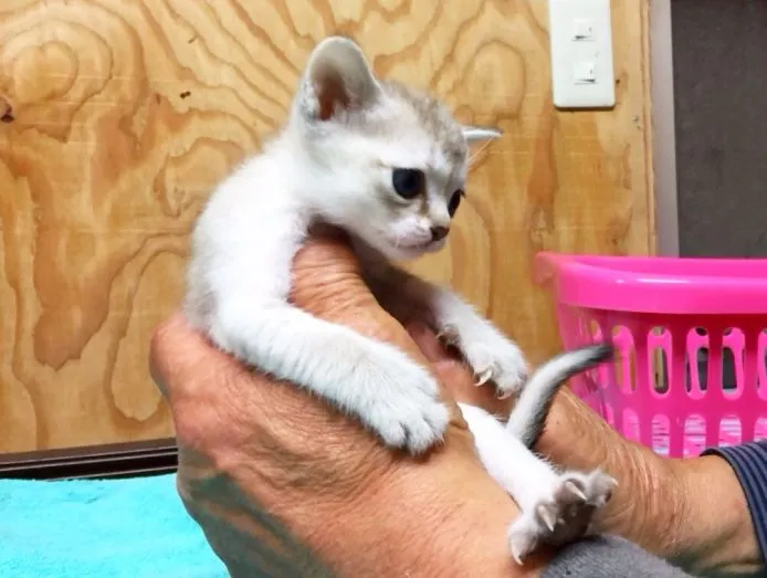 ID:1503-00234の子猫