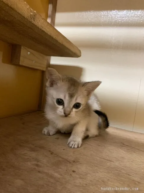 ID：1903-01032の子猫