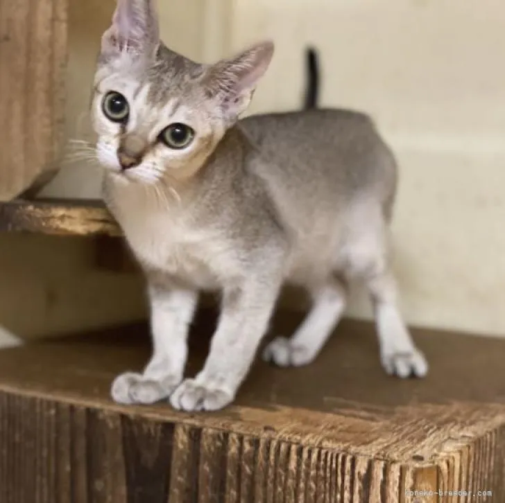 ID:2206-01674の子猫
