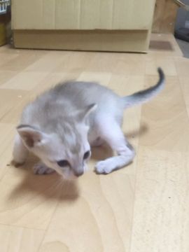 シンガプーラ【茨城県・男の子・2016年5月8日・セピアアグティー】の写真「②なぎさママの元気な男の子♂」
