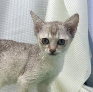 シンガプーラ【茨城県・女の子・2024年7月4日・セピア】の写真「シンガプーラの可愛い女の子です☆」