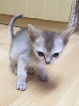 シンガプーラ【茨城県・男の子・2016年4月11日・セピアアグティー】の写真「ルナママの元気な男の子(^o^)」