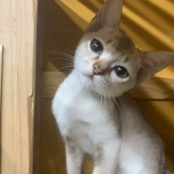 シンガプーラ【茨城県・女の子・2019年5月27日・セピアアグティー】の写真「ゆずママから生まれた女の子☆」