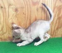 シンガプーラ【茨城県・男の子・2015年7月4日・セピアグティー】の写真2「元気いっぱいです！」