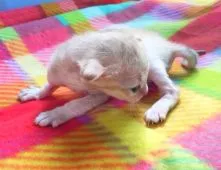 シンガプーラ【茨城県・男の子・2015年2月5日・セピアグティー】の写真2「手足の長いしっかりとしたからだつきです。」