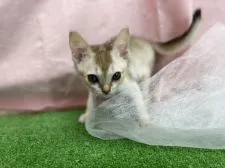 シンガプーラ【茨城県・男の子・2021年12月12日・セピアアグティー】の写真4「2/22撮影」