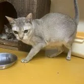 シンガプーラ【茨城県・男の子・2019年4月18日・セピアアグティー】の写真5「ケイトママ」