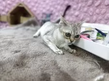 シンガプーラ【茨城県・男の子・2025年5月29日・ セピアアグティー】の写真11