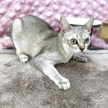 シンガプーラ【茨城県・男の子・2025年6月5日・セピアアグティー】の写真「元気いっぱいの男の子」