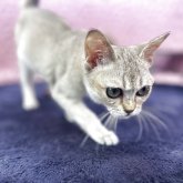 シンガプーラ