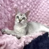 シンガプーラ