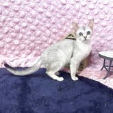 シンガプーラ