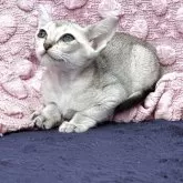 シンガプーラ