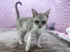 シンガプーラ【茨城県・男の子・2025年5月29日・ セピアアグティー】の写真2