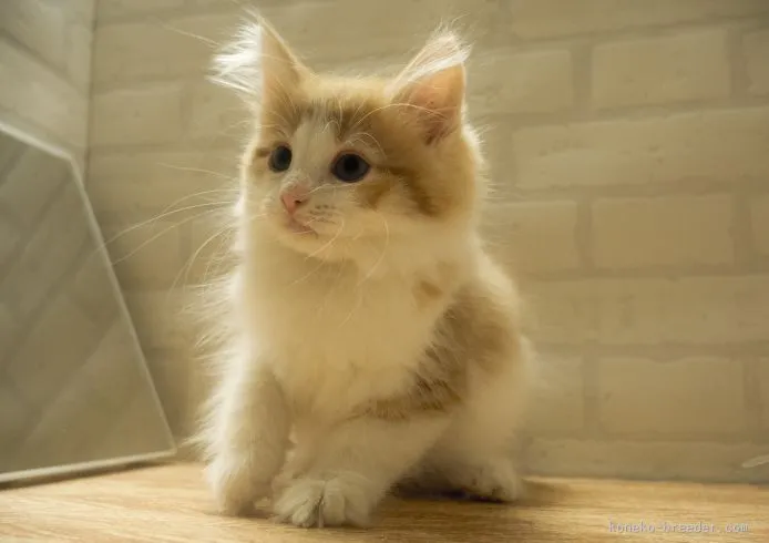 ID：1507-00017の子猫