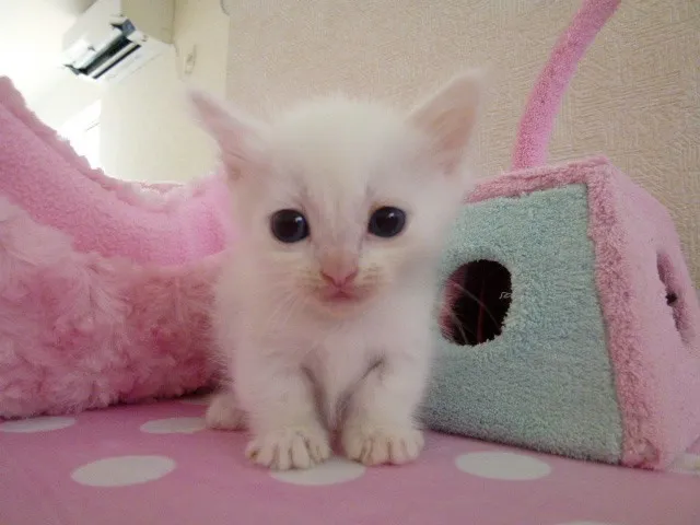 ID:1306-00231の子猫