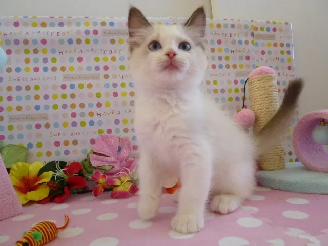 ID:1306-00276の子猫