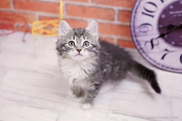 ID:2204-01233の子猫