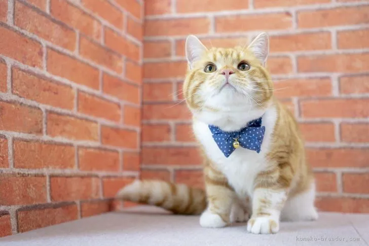 ID：1805-00739の子猫