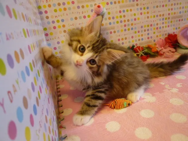 ID：1307-00027の子猫