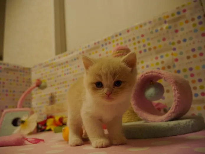 ID:1402-00091の子猫