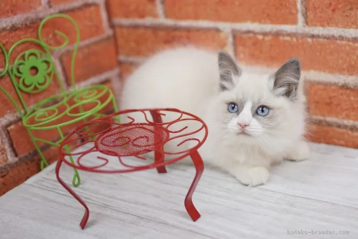 ID:2109-02349の子猫
