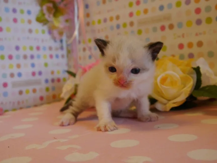 ID:1404-00341の子猫