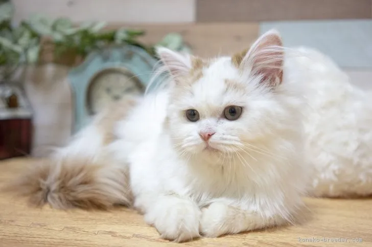 ID:1810-00860の子猫
