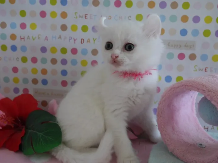 ID:1312-00067の子猫