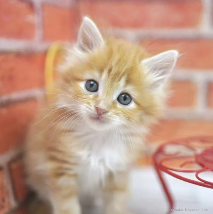 ID:2305-03293の子猫