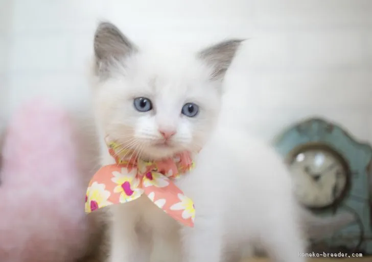 ID：1612-00886の子猫