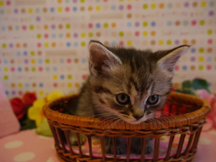 ID：1402-00089の子猫