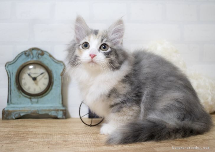 ID:1611-00844の子猫