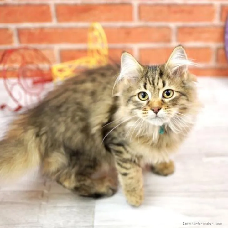 ID:2206-00458の子猫