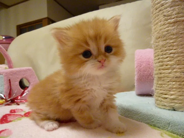 ID:1303-00094の子猫