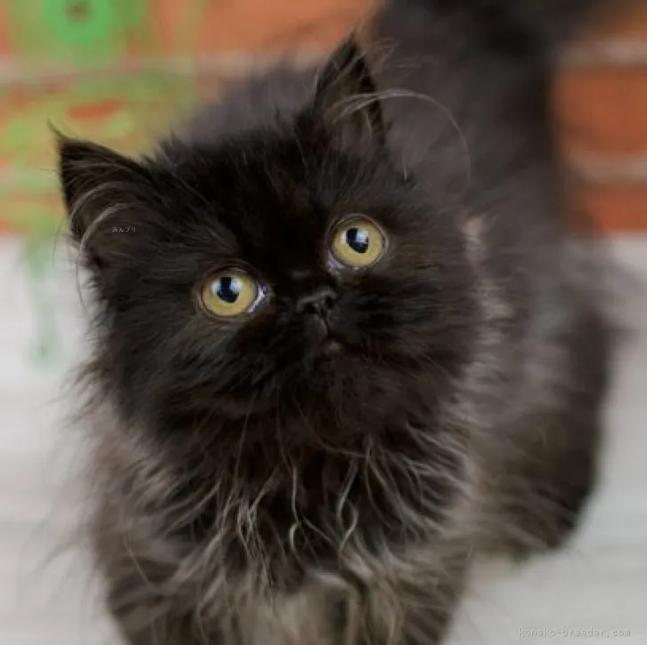 ID：2305-02174の子猫