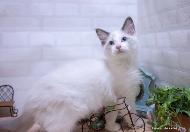 しょ 様のお迎えした子猫