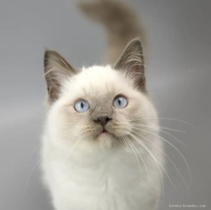 ID:2309-00442の子猫