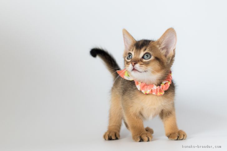 ID:1705-00950の子猫