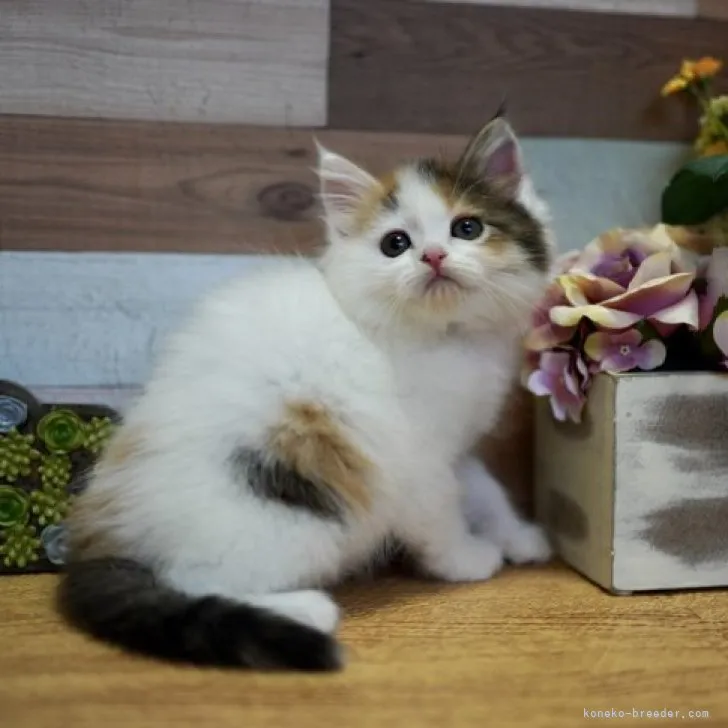 ID：2304-01833の子猫