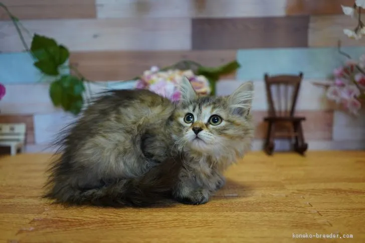 あ 様のお迎えした子猫